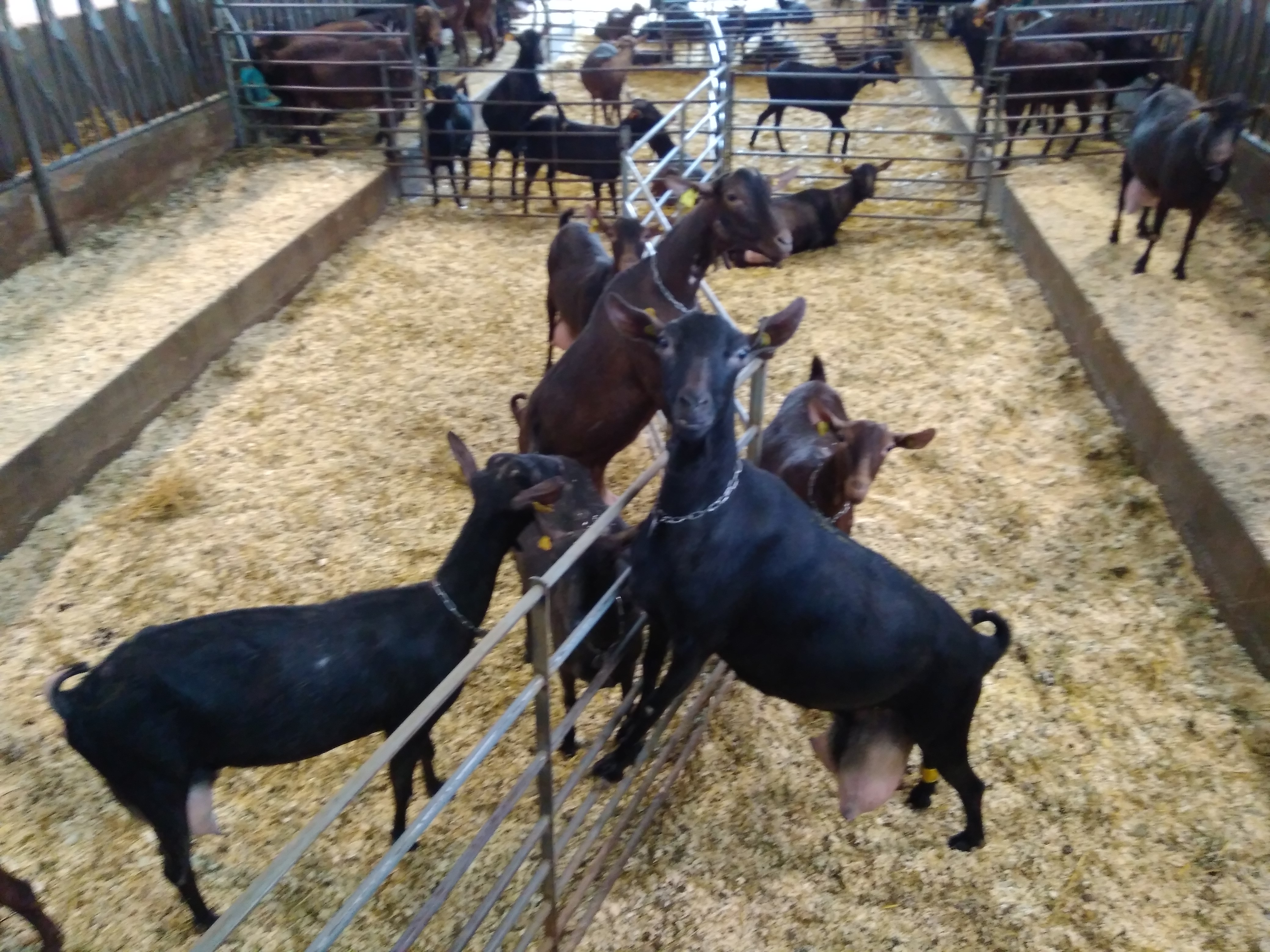 Life Low Carbon Feed - Proyectos innovador de alimentación para cabras basado en el reciclaje de residuos agrícolas